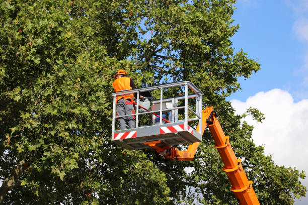 Newhall, IA Tree Removal and Landscaping Services Company